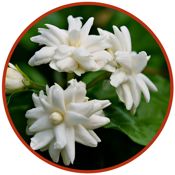 Arabian Jasmine