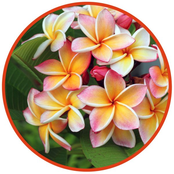 Frangipani Flower